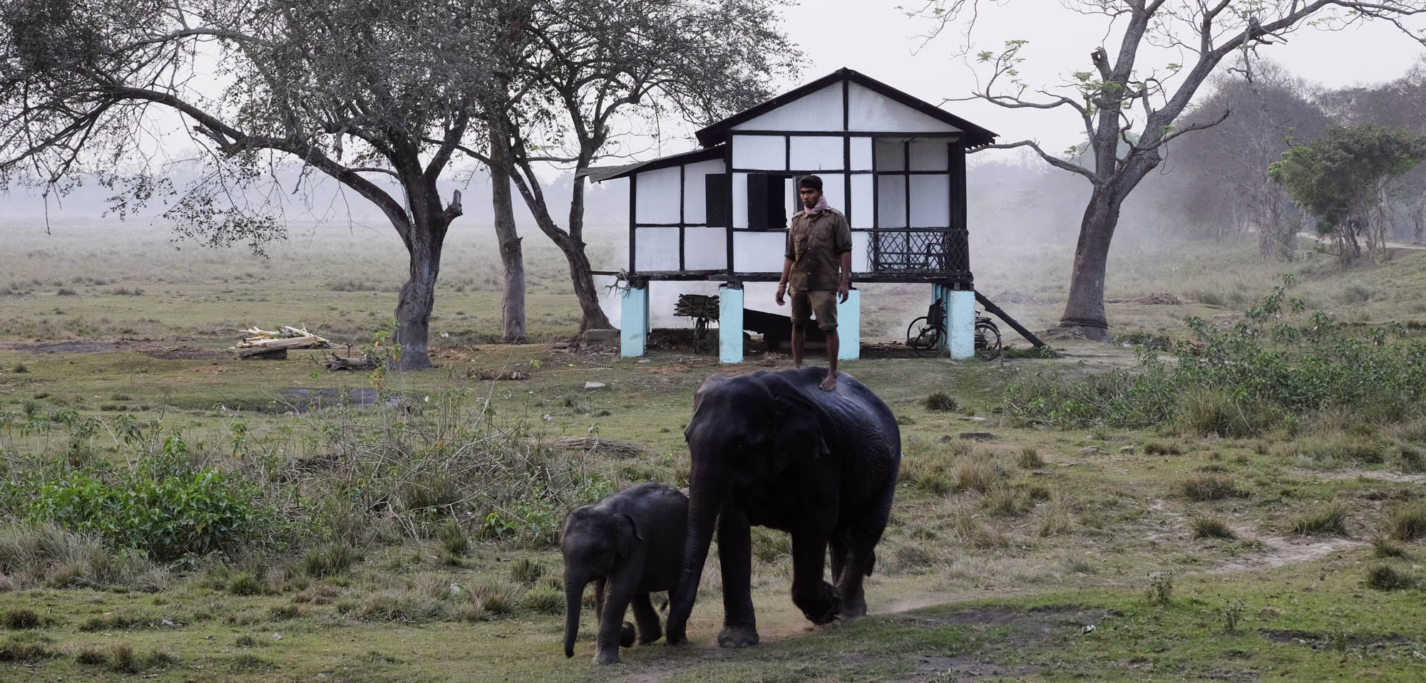 reise-ansichten Kaziranga Elefanten